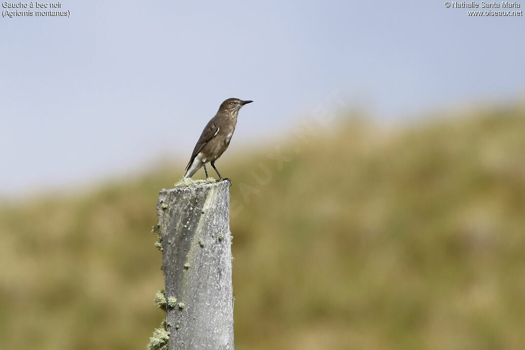 Black-billed Shrike-Tyrantadult, habitat, fishing/hunting