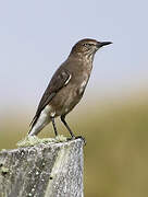 Black-billed Shrike-Tyrant