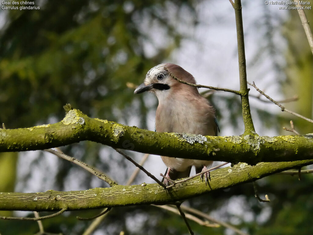 Eurasian Jayadult