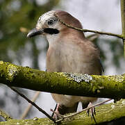 Eurasian Jay