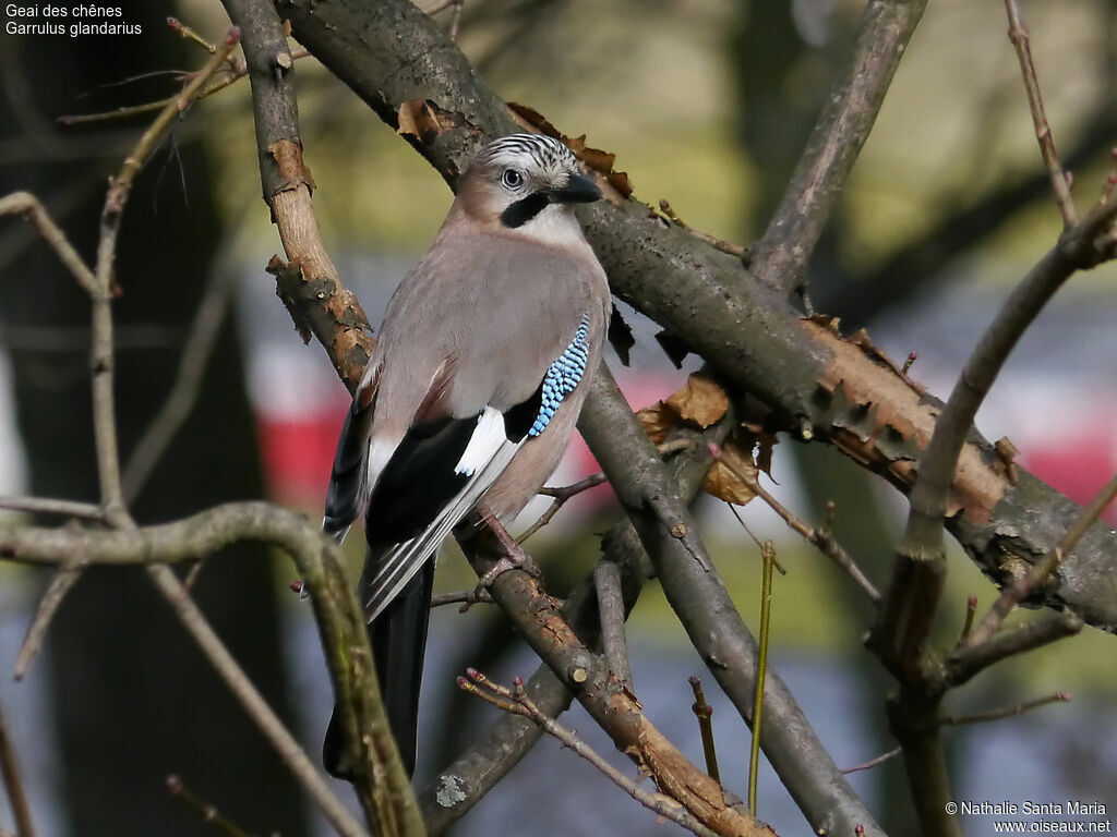 Eurasian Jayadult