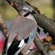 Eurasian Jay