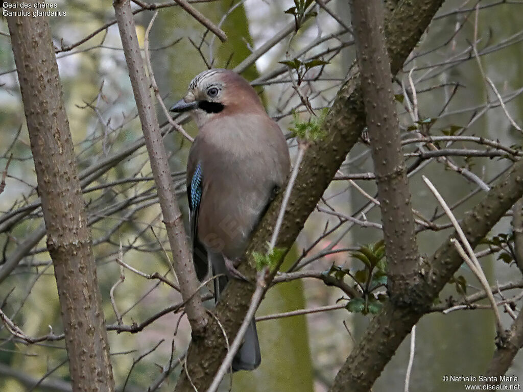 Eurasian Jayadult