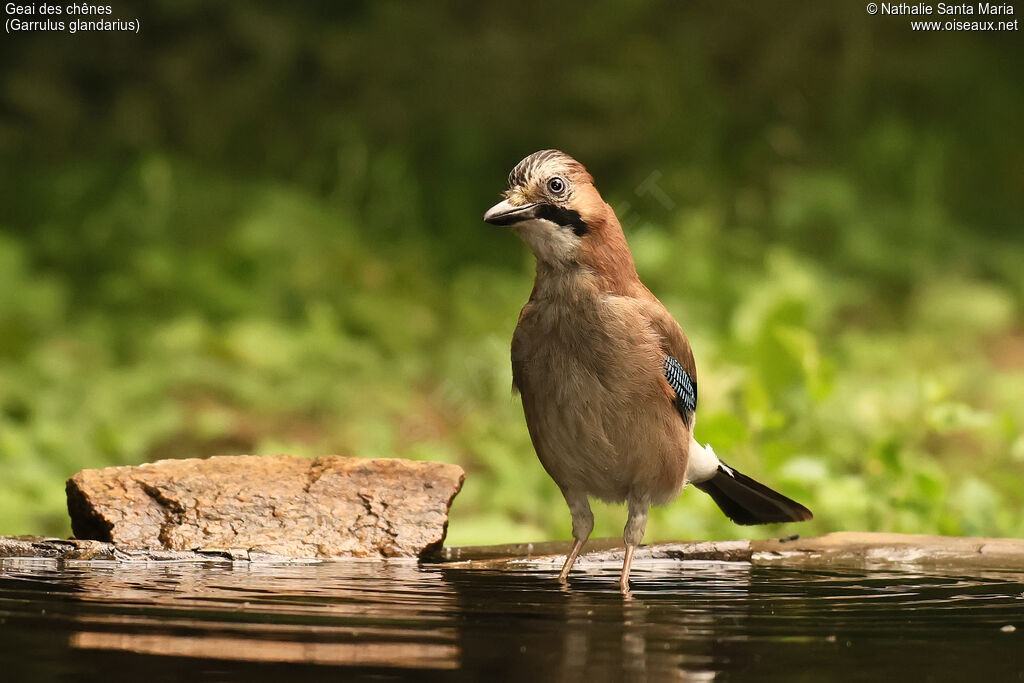 Geai des chênes adulte, identification
