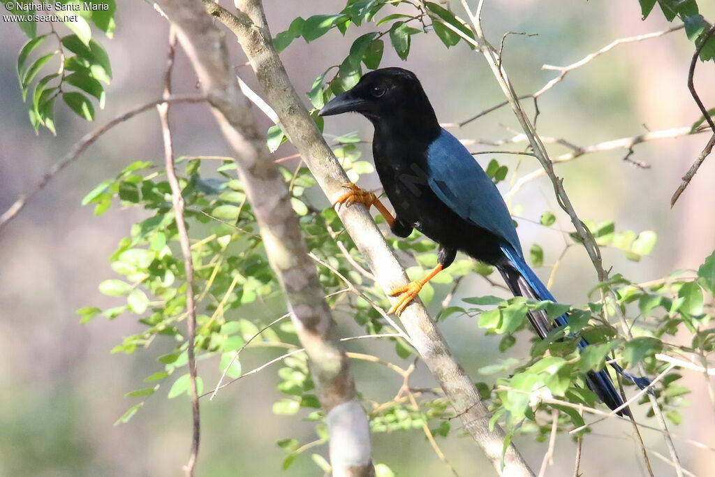 Yucatan Jayadult, identification, fishing/hunting