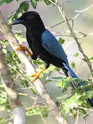 Yucatan Jay