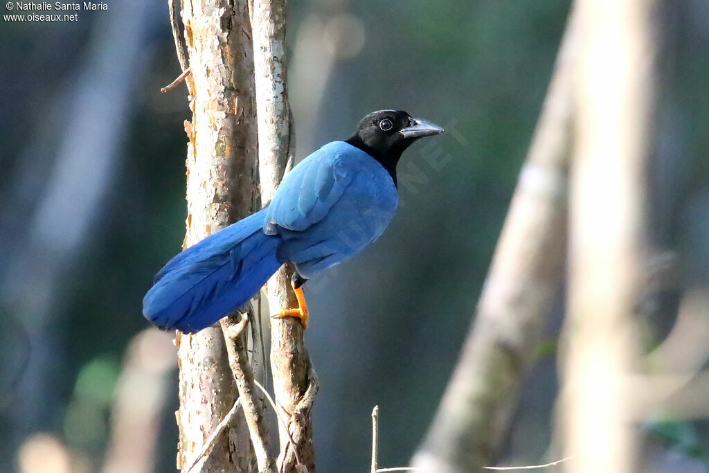 Yucatan Jayadult, identification