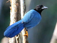 Yucatan Jay