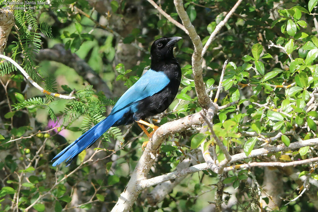 Yucatan Jayadult, identification