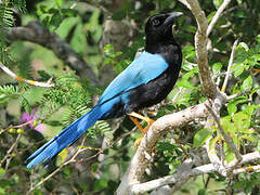 Yucatan Jay