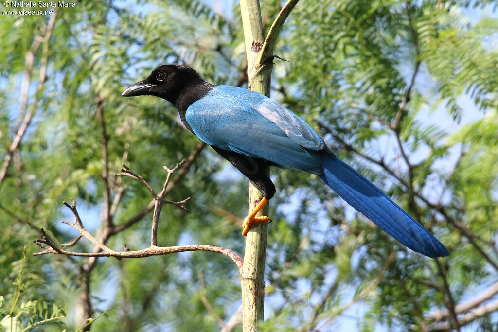 Geai du Yucatanadulte, identification