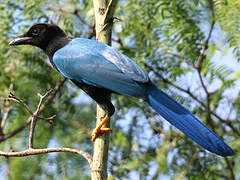 Yucatan Jay