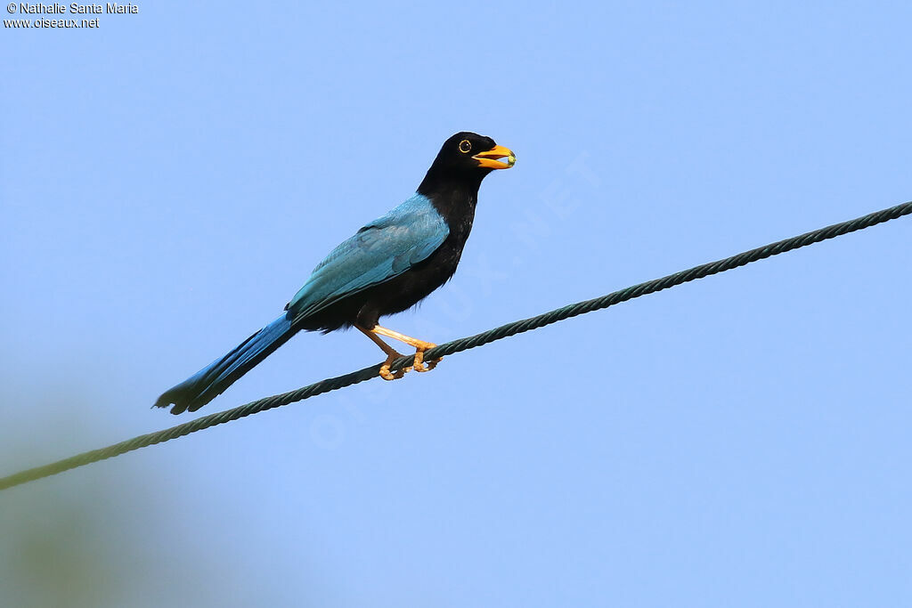 Geai du Yucatanjuvénile, identification, régime, mange