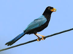 Yucatan Jay