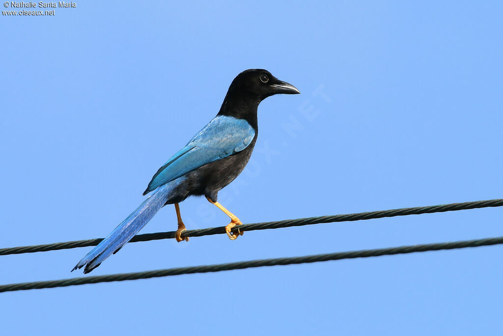 Geai du Yucatanadulte, identification