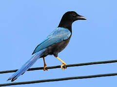 Yucatan Jay