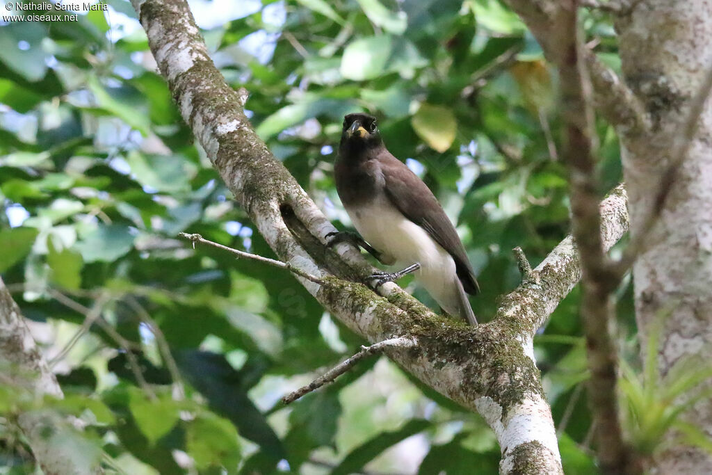 Brown Jayimmature, identification