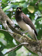 Brown Jay