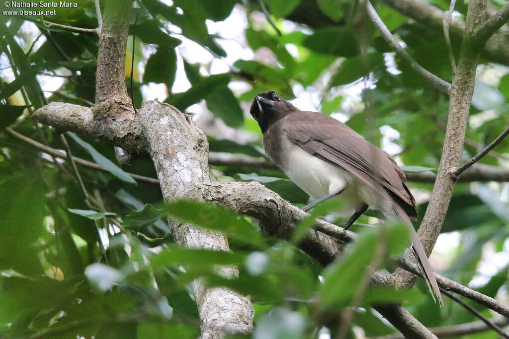 Brown Jayadult, habitat