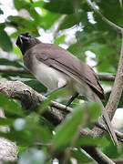 Brown Jay