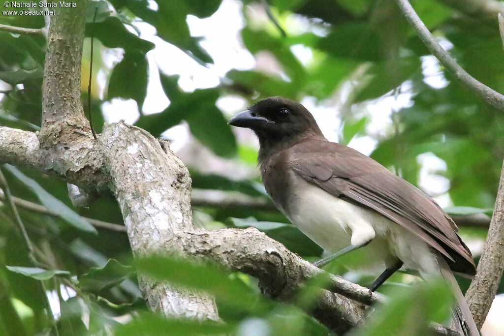 Brown Jayadult, identification