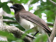 Brown Jay