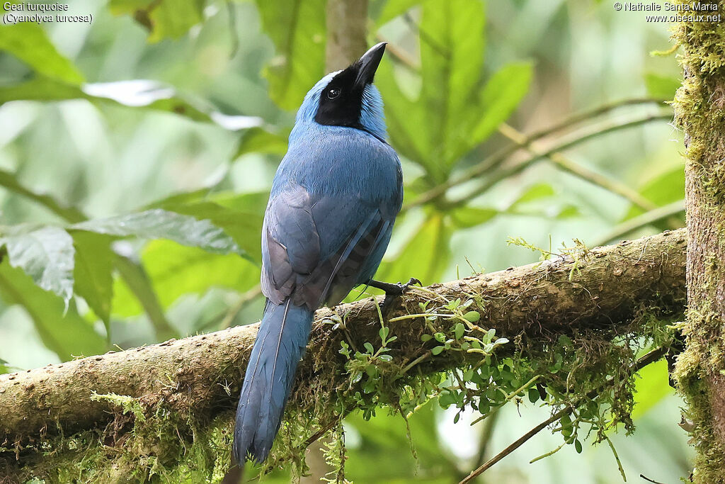 Geai turquoiseadulte, identification