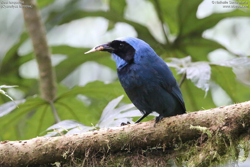 Geai turquoise