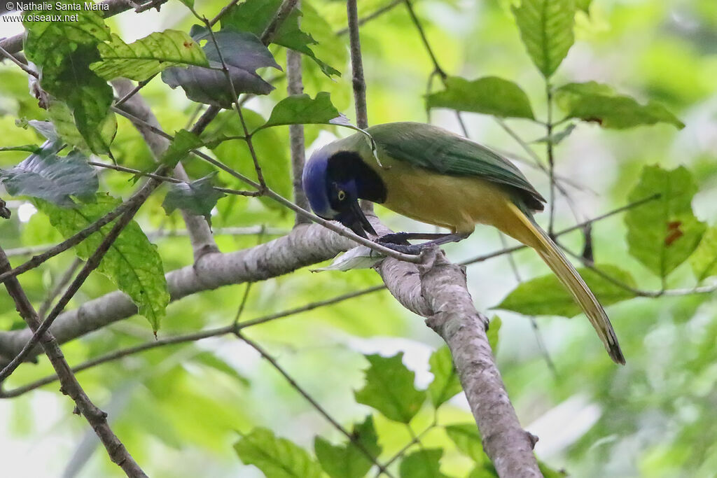 Geai vert, identification, mange