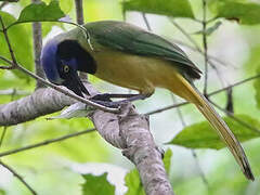 Inca Jay