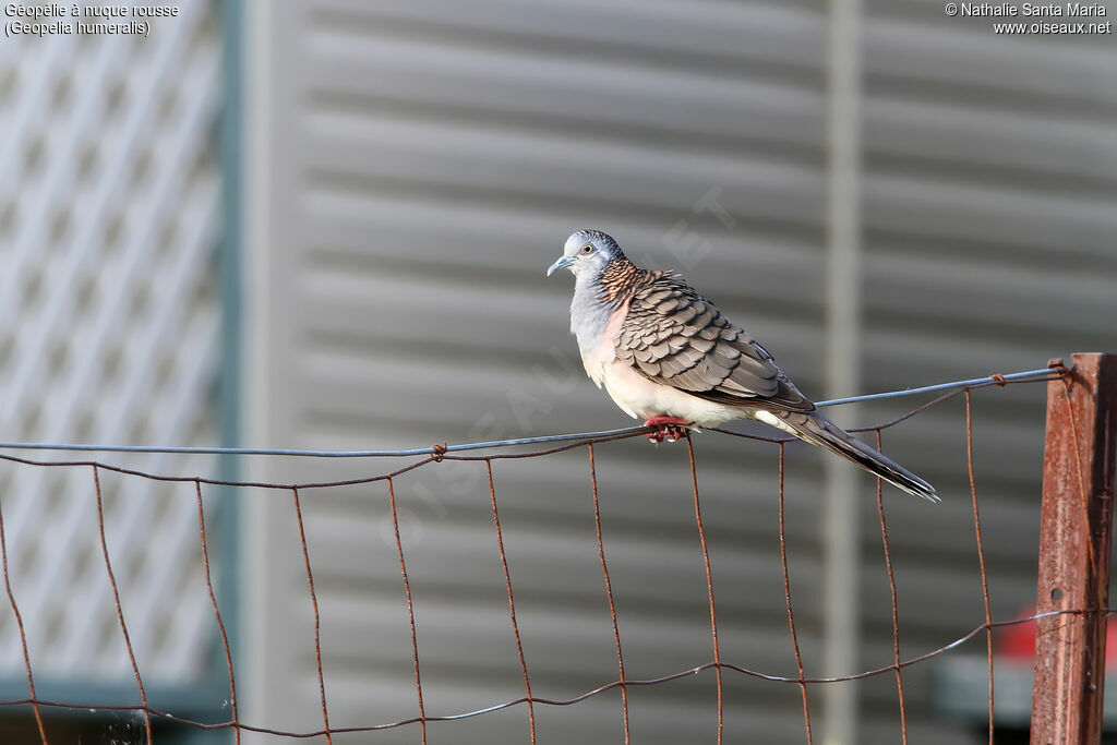 Bar-shouldered Doveadult, identification