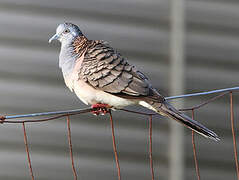 Bar-shouldered Dove