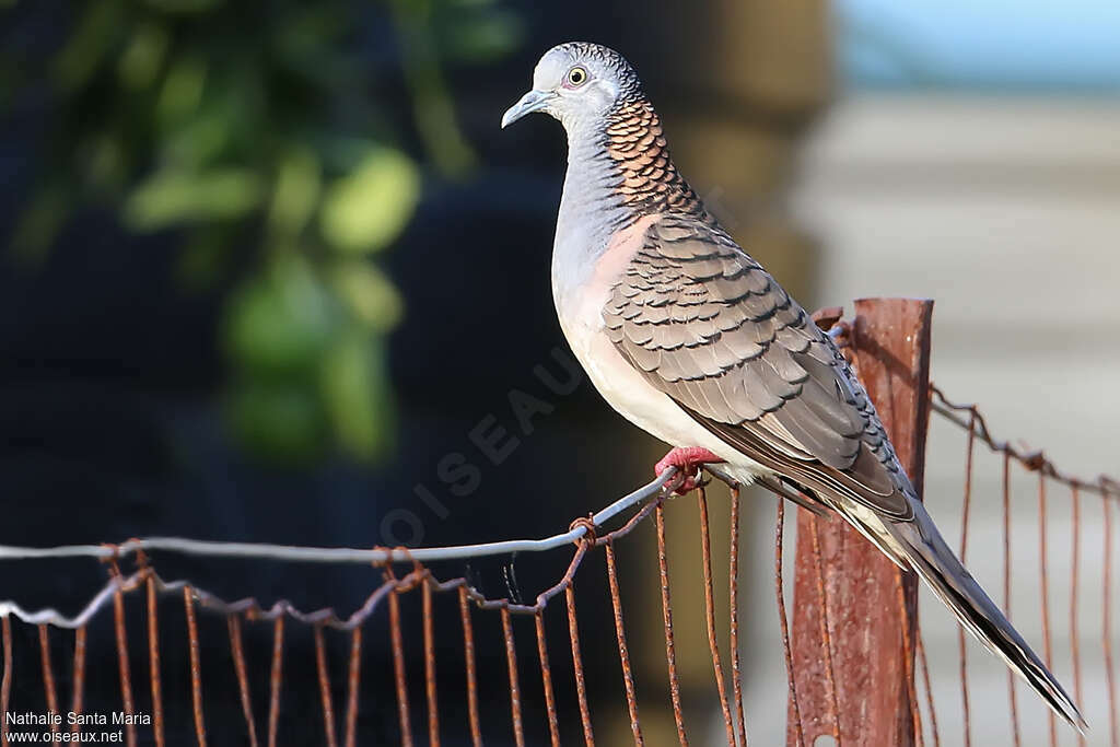 Bar-shouldered Doveadult, identification