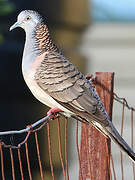 Bar-shouldered Dove