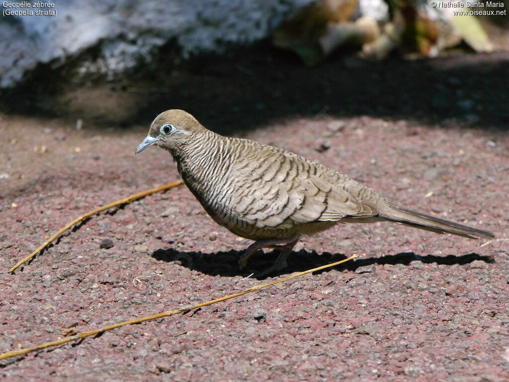 Zebra Doveimmature, identification, habitat, walking