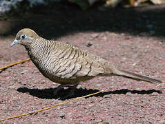 Zebra Dove