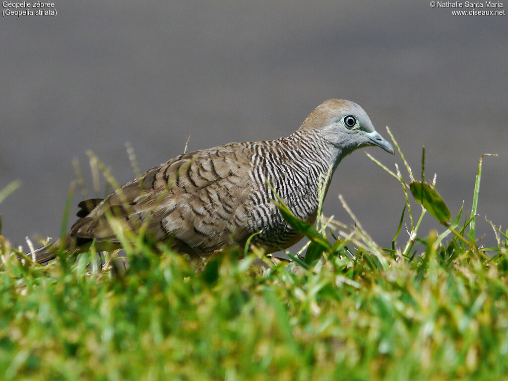 Géopélie zébréeadulte, identification, habitat, régime