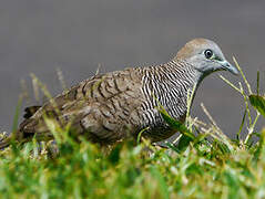 Zebra Dove