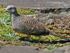 Zebra Dove