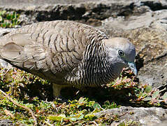 Zebra Dove