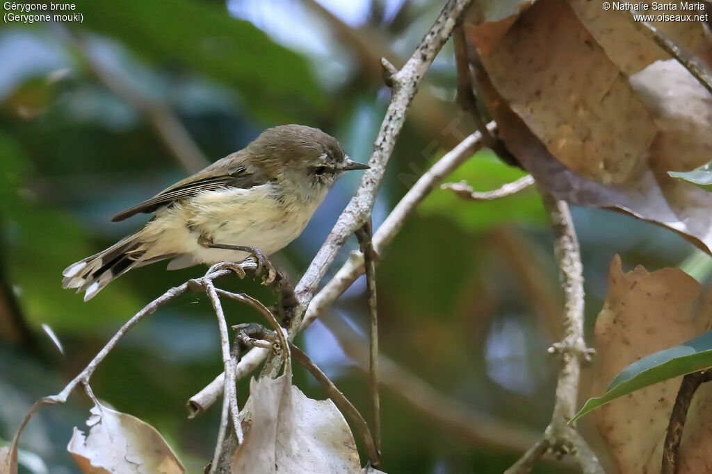 Brown Gerygone, identification