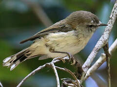 Brown Gerygone