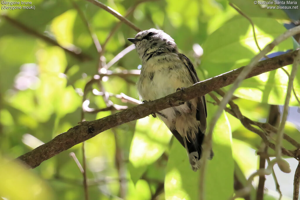 Brown Gerygone, habitat