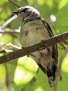 Brown Gerygone