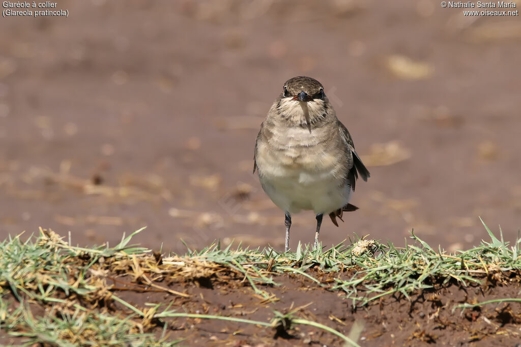 Glaréole à collier, identification, habitat