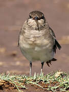 Collared Pratincole