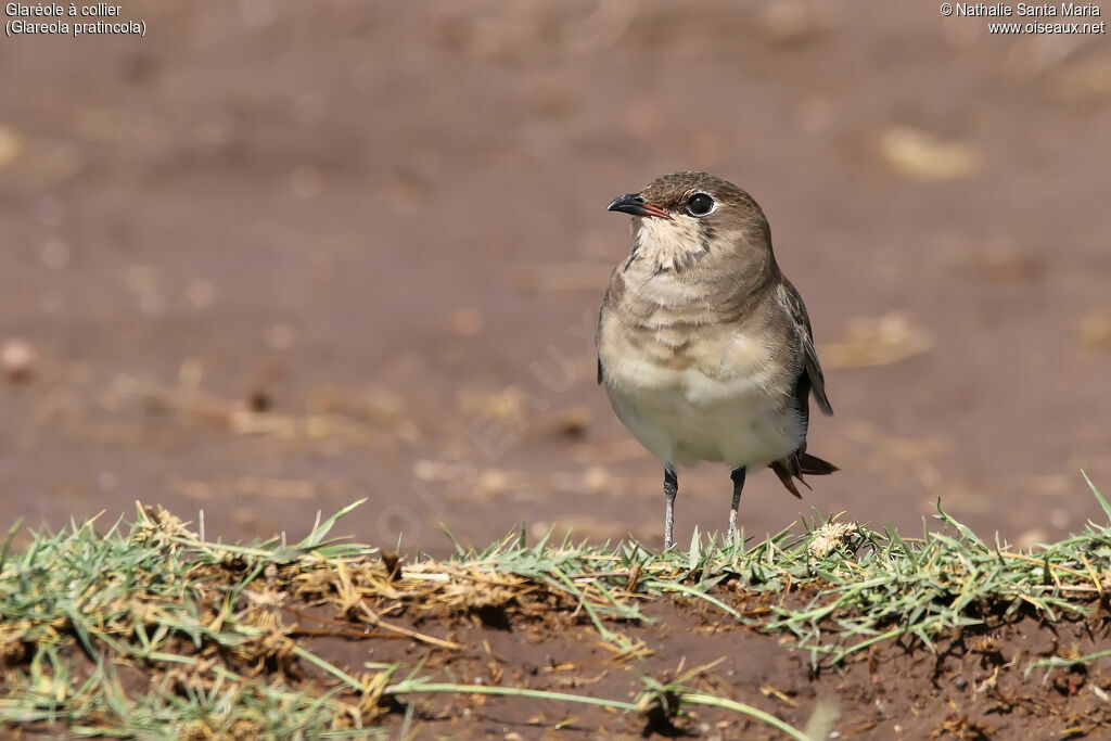 Collared Pratincole, identification, habitat