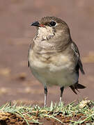 Collared Pratincole