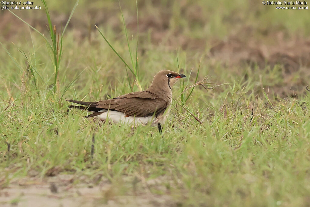 Collared Pratincole adult, breeding, identification