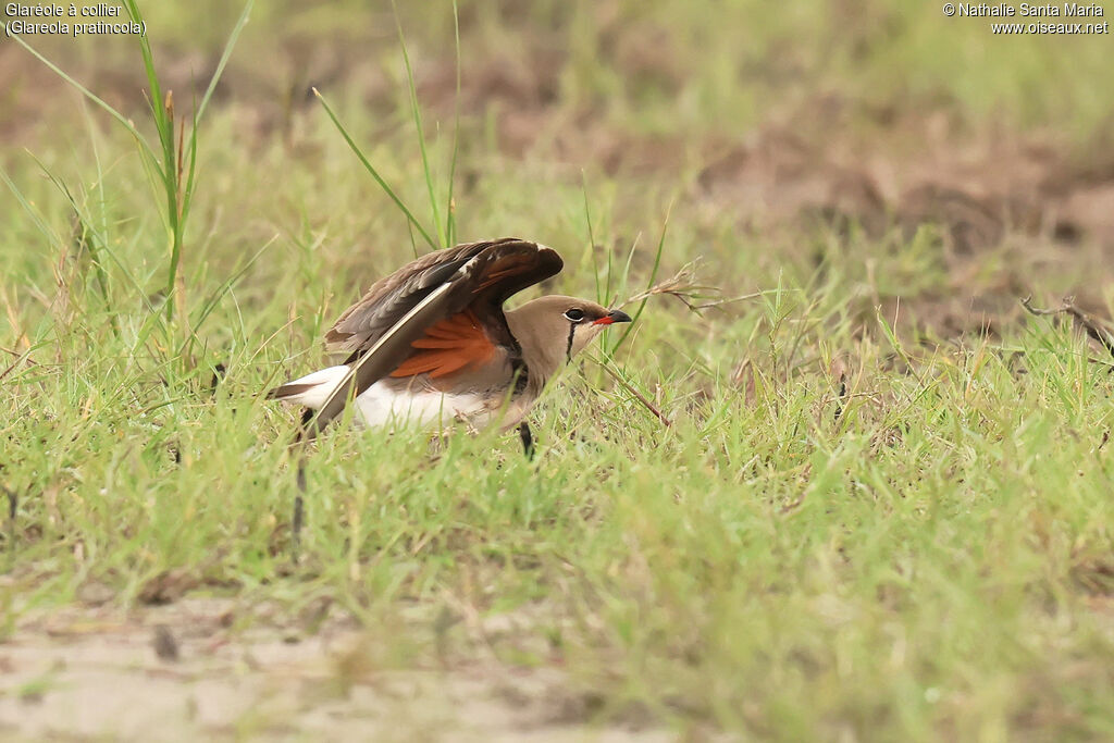 Collared Pratincole adult, breeding, identification, composition, pigmentation